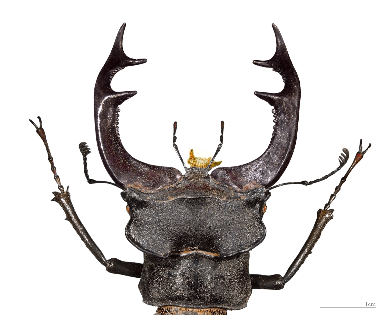 Close-up of a male European stag beetle (Lucanus cervus) showing its mandibles